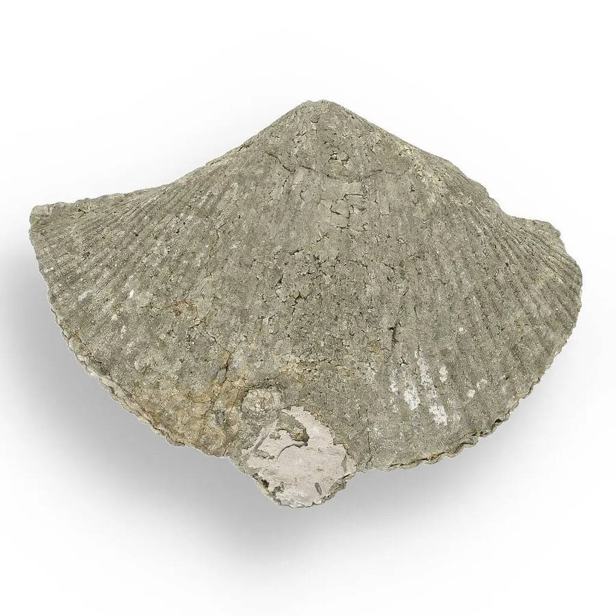 Pyritized Ammonite and Clam Shell Fossil - Golden Treasures from Ancient Seas