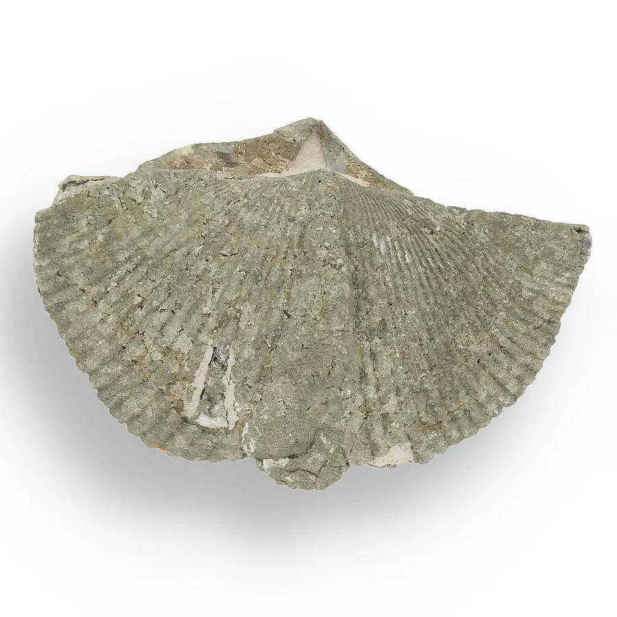 Pyritized Ammonite and Clam Shell Fossil - Golden Treasures from Ancient Seas