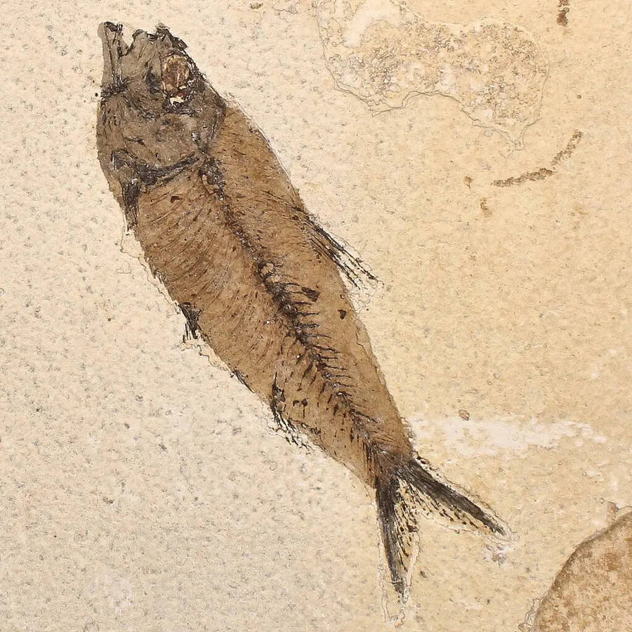 Authentic Fish Fossil  A Mesmerizing Glimpse into the Eocene Era!