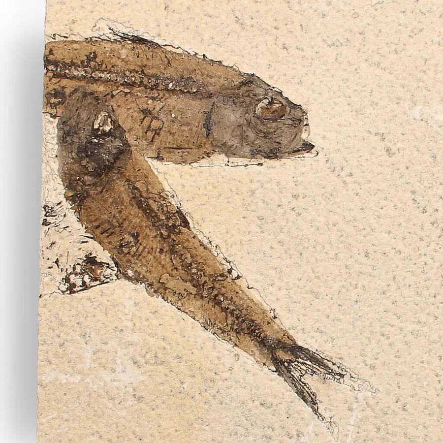 Authentic Fish Fossil  A Mesmerizing Glimpse into the Eocene Era!