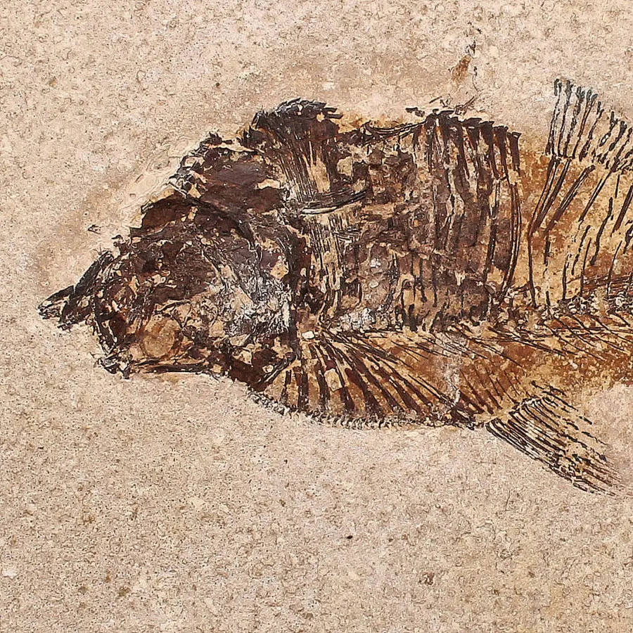 Authentic Fish Fossil  A Fascinating Relic from Wyomings Fossil Lake!