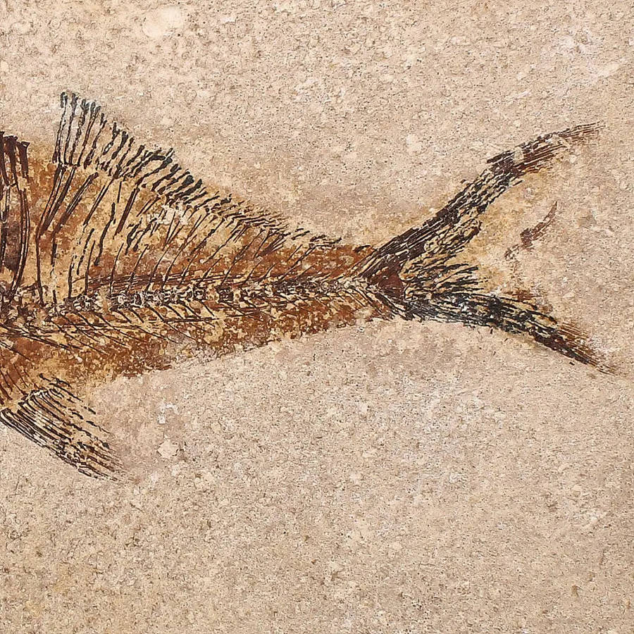 Authentic Fish Fossil  A Fascinating Relic from Wyomings Fossil Lake!