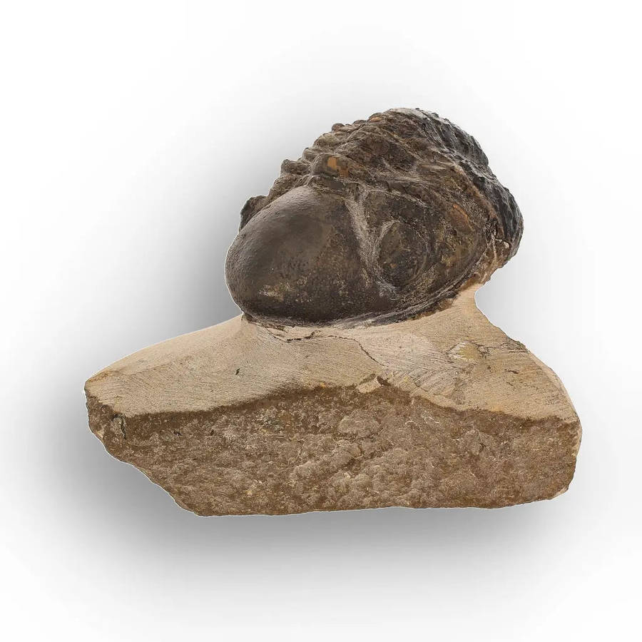 Genuine Morocops Trilobite Fossil  Eastern Anti-Atlas Mountains, Morocco