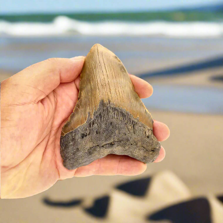 Authentic Megalodon Shark Tooth: Oceans Relic - 112mm