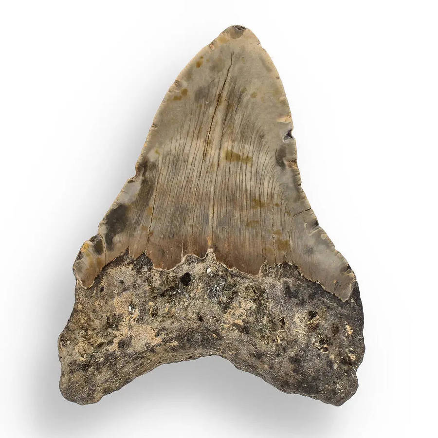 Authentic Megalodon Shark Tooth: Oceans Relic - 112mm