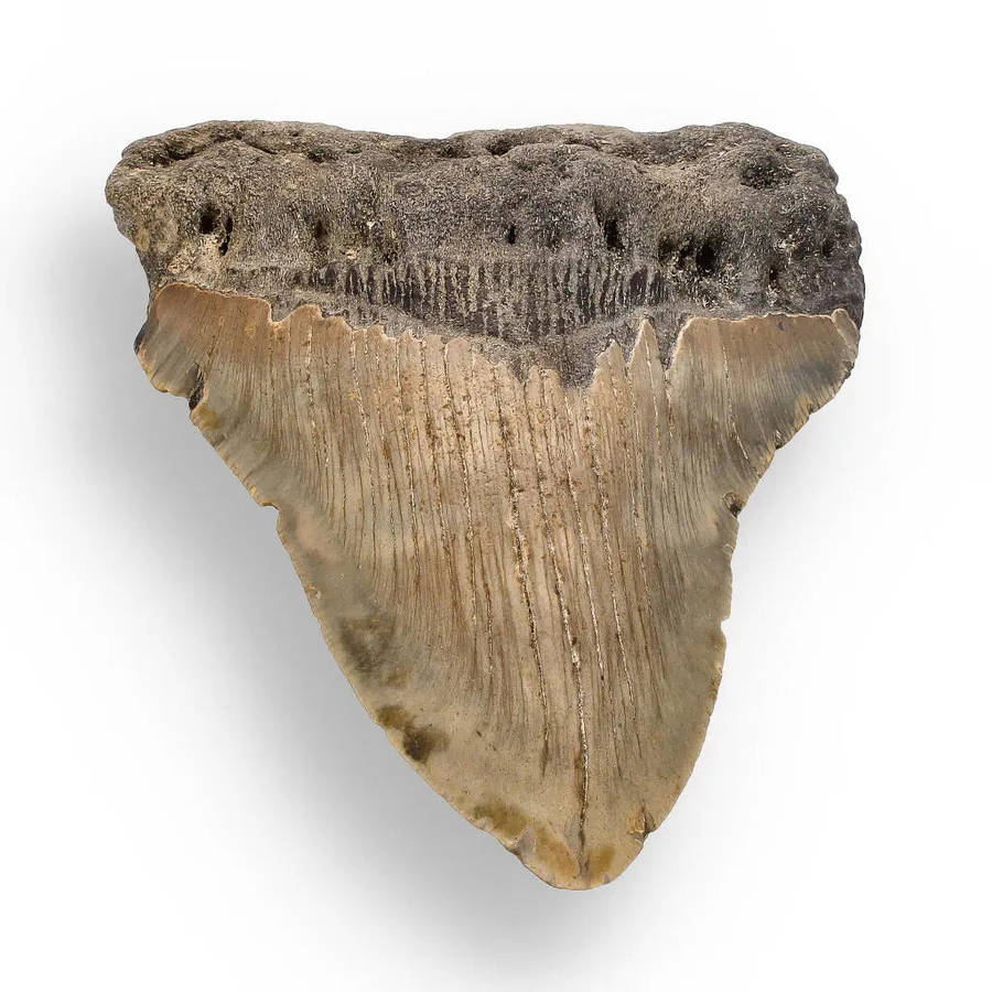 Authentic Megalodon Shark Tooth: Oceans Relic - 112mm
