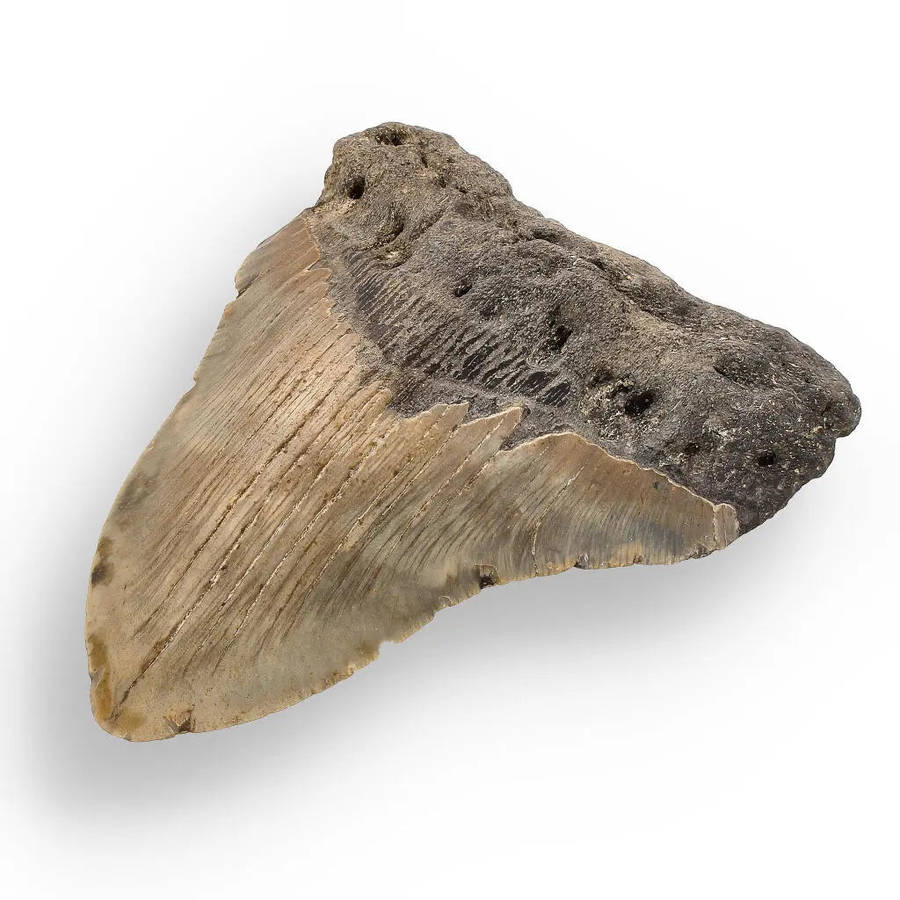 Authentic Megalodon Shark Tooth: Oceans Relic - 112mm