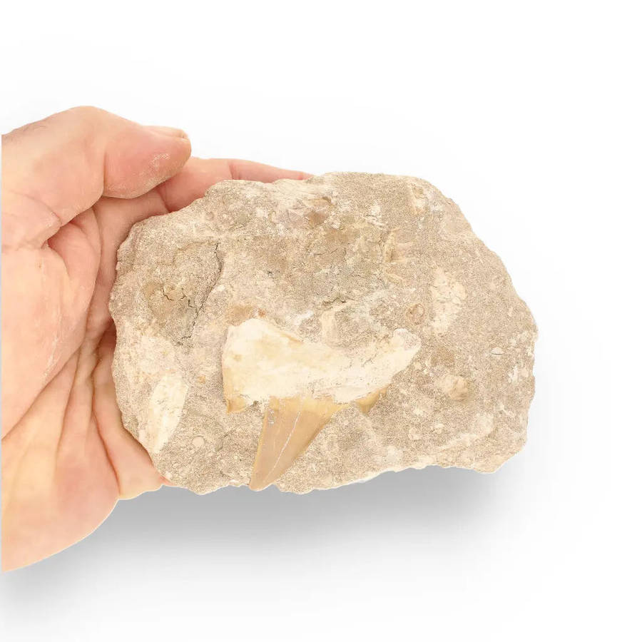 Magnificent Otodus Obliquus Shark Tooth on Matrix from Oulad Abdoun Basin, Morocco - 55 Million Y...