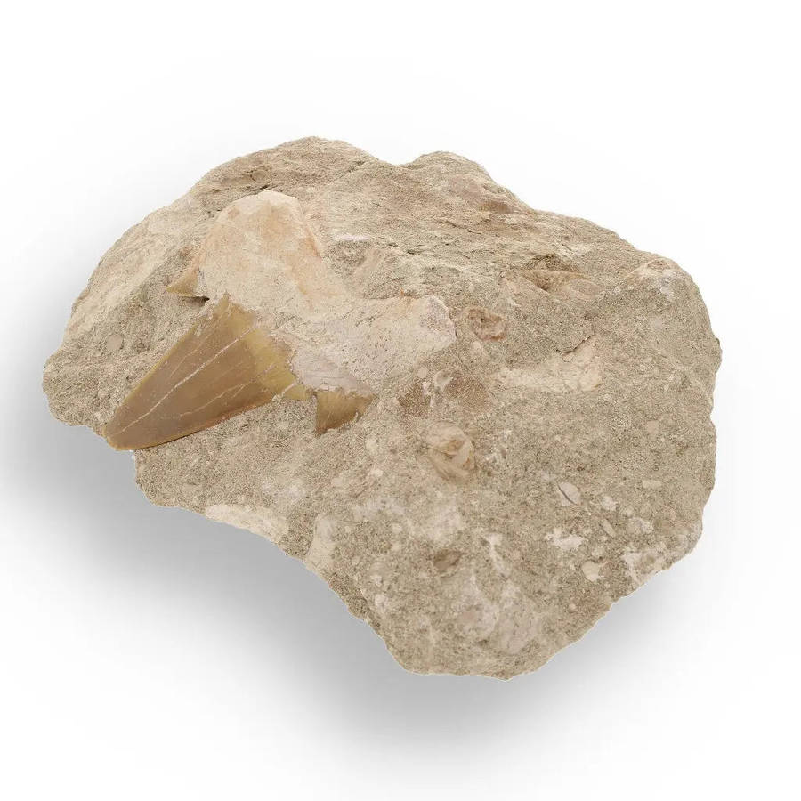 Magnificent Otodus Obliquus Shark Tooth on Matrix from Oulad Abdoun Basin, Morocco - 55 Million Y...