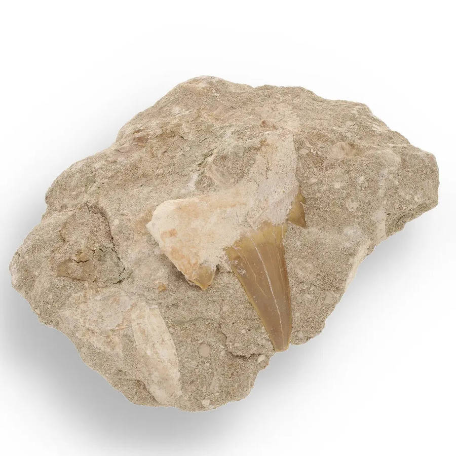 Magnificent Otodus Obliquus Shark Tooth on Matrix from Oulad Abdoun Basin, Morocco - 55 Million Y...