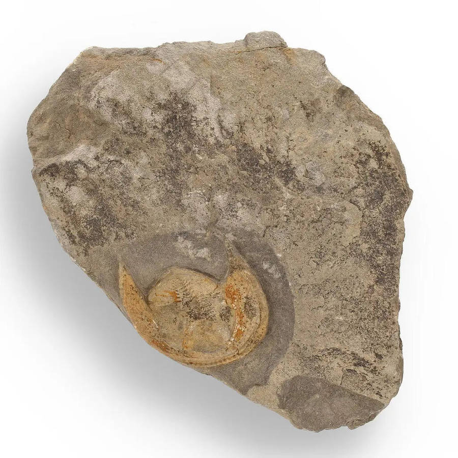 Eoharpes Trilobite Fossil  Harpes Species Preserved Forever!