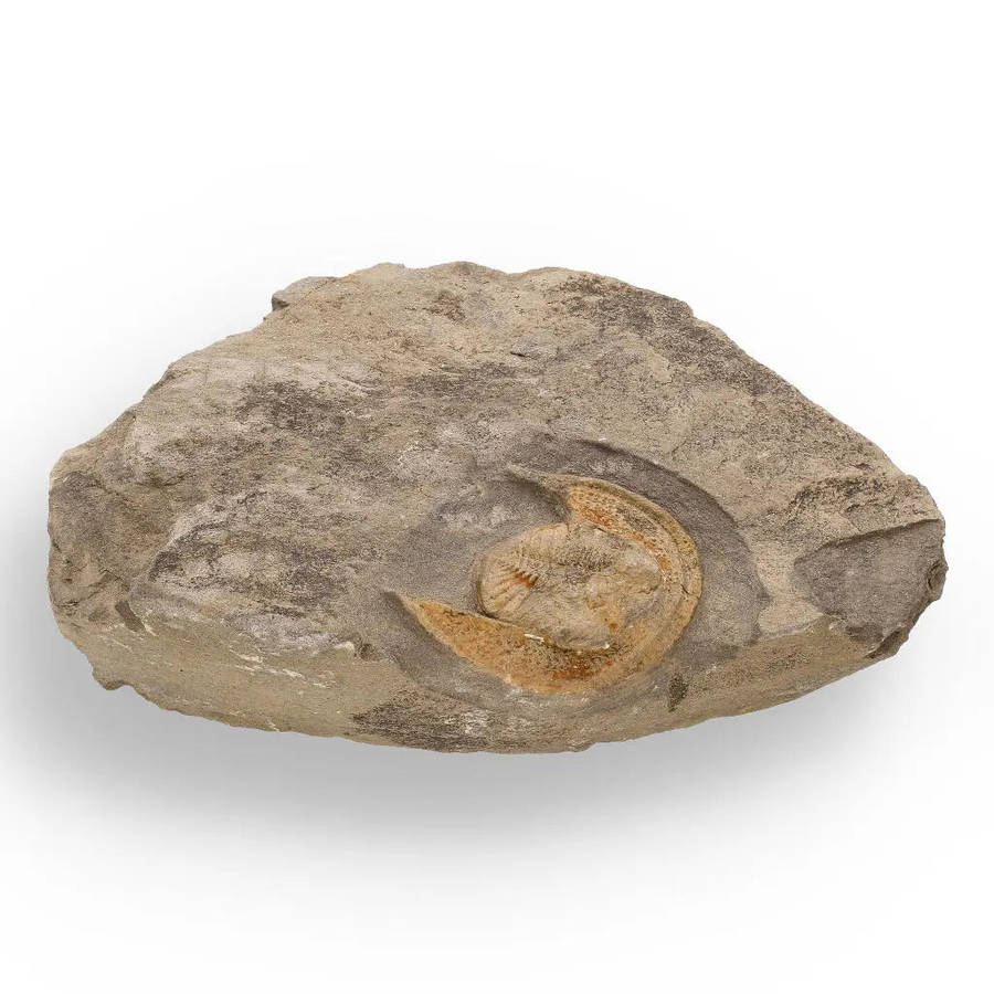 Eoharpes Trilobite Fossil  Harpes Species Preserved Forever!
