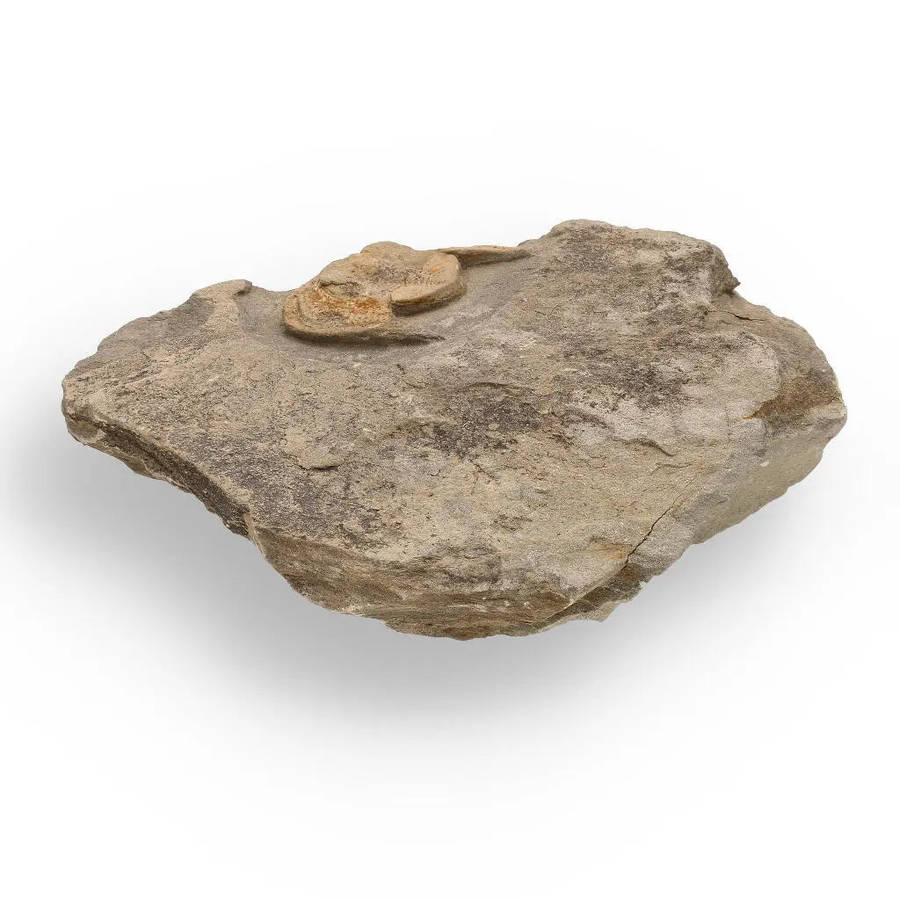 Eoharpes Trilobite Fossil  Harpes Species Preserved Forever!