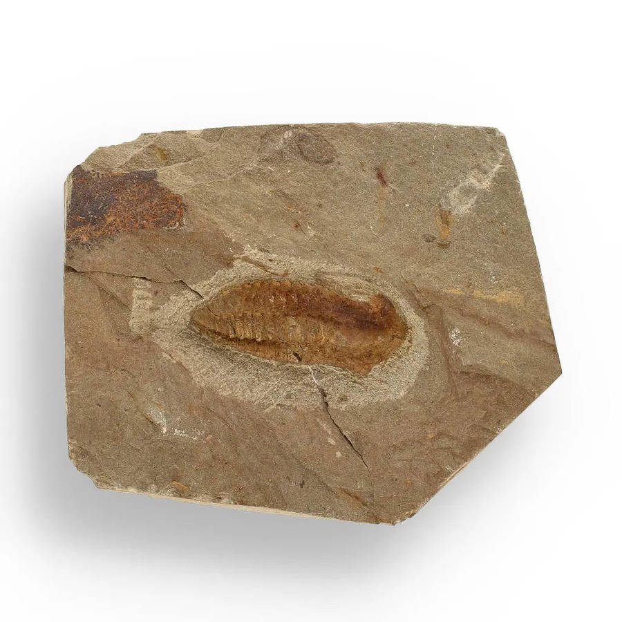 Eoharpes Trilobite Fossil  Glimpse into Ancient Oceans!