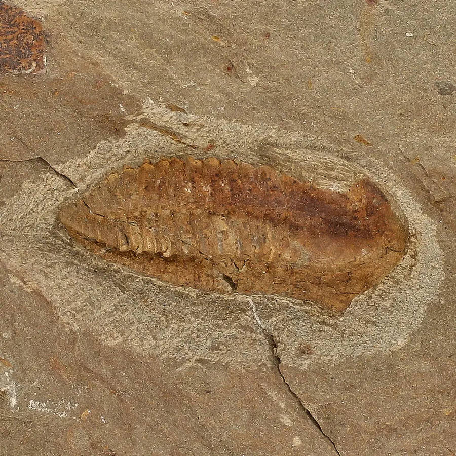 Eoharpes Trilobite Fossil  Glimpse into Ancient Oceans!