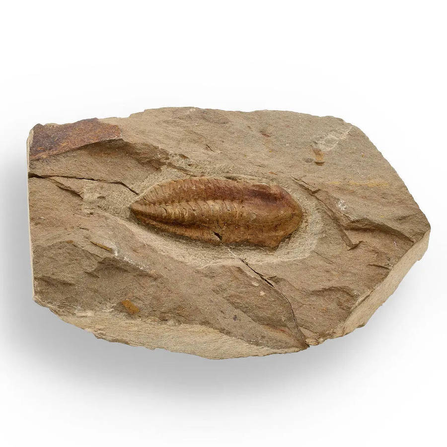 Eoharpes Trilobite Fossil  Glimpse into Ancient Oceans!