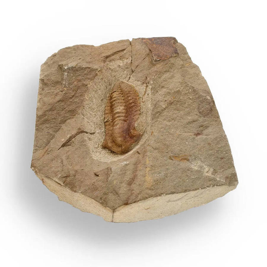 Eoharpes Trilobite Fossil  Glimpse into Ancient Oceans!