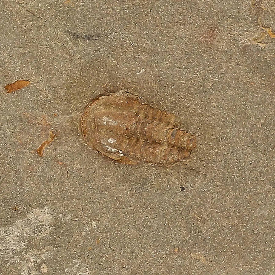 Eoharpes Trilobite Fossil  Rare 400-Million-Year Marvel!