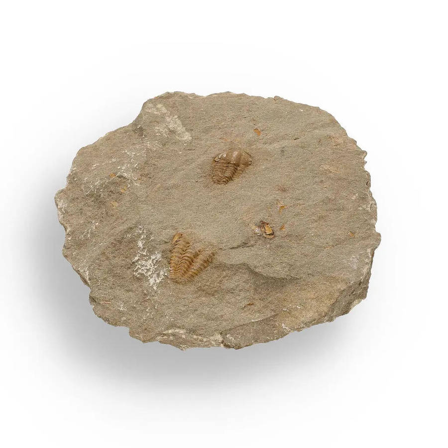 Eoharpes Trilobite Fossil  Rare 400-Million-Year Marvel!