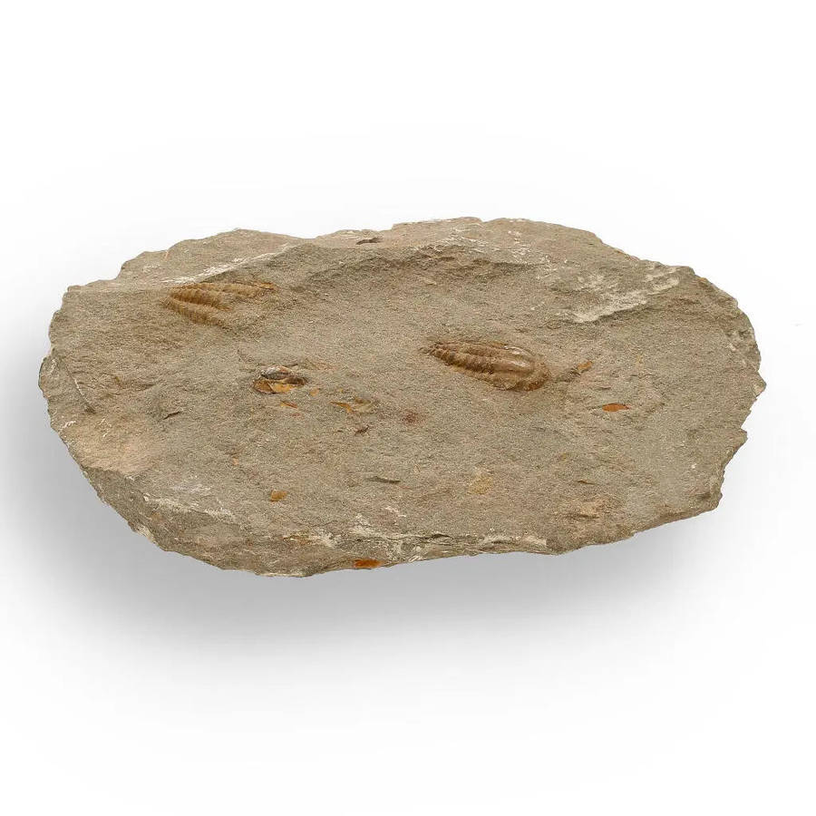 Eoharpes Trilobite Fossil  Rare 400-Million-Year Marvel!
