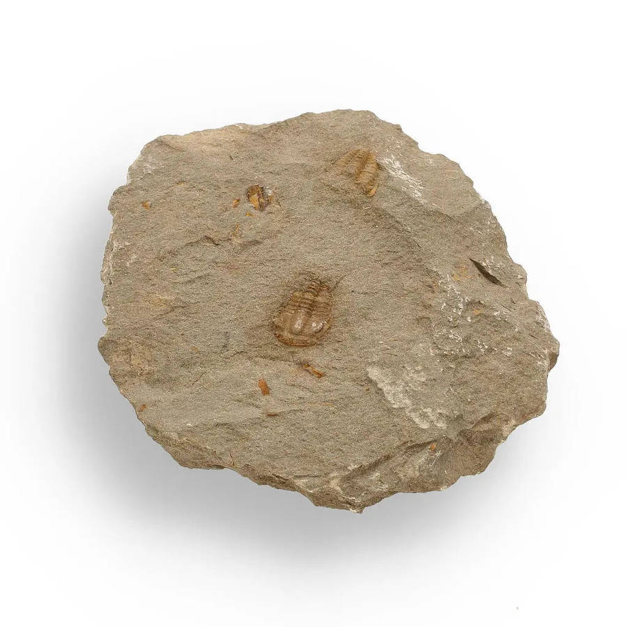 Eoharpes Trilobite Fossil  Rare 400-Million-Year Marvel!