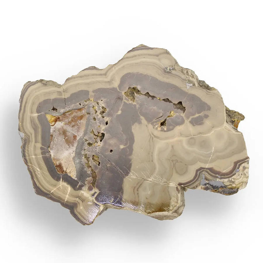 Striking Olkusz Mine Schalenblende: Polished Slice with Distinctive Banding and Galena Inclusions