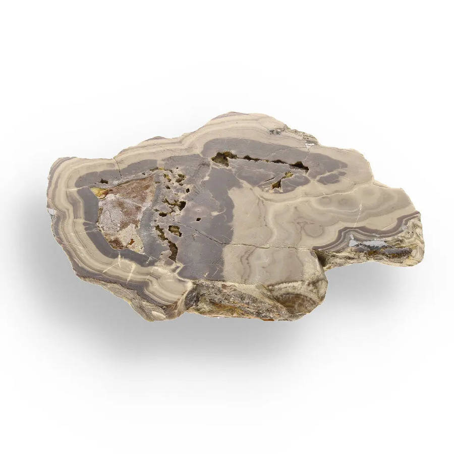 Striking Olkusz Mine Schalenblende: Polished Slice with Distinctive Banding and Galena Inclusions
