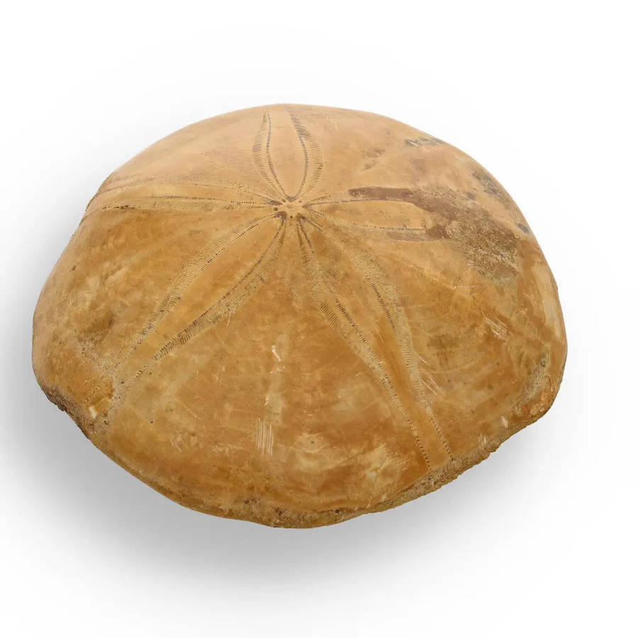 Fossilized Sand Dollar from Madagascar