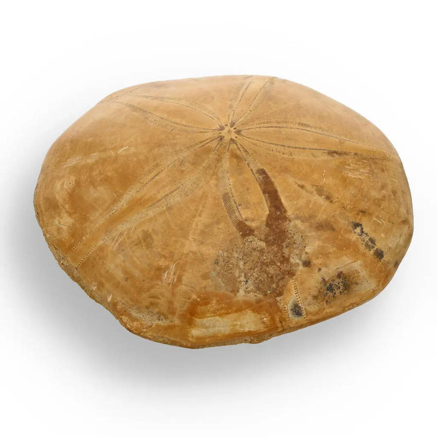 Fossilized Sand Dollar from Madagascar