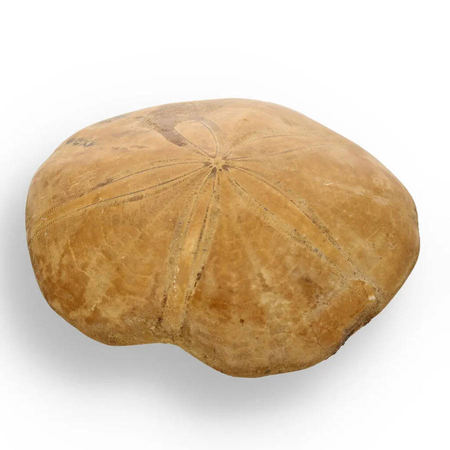 Fossilized Sand Dollar from Madagascar