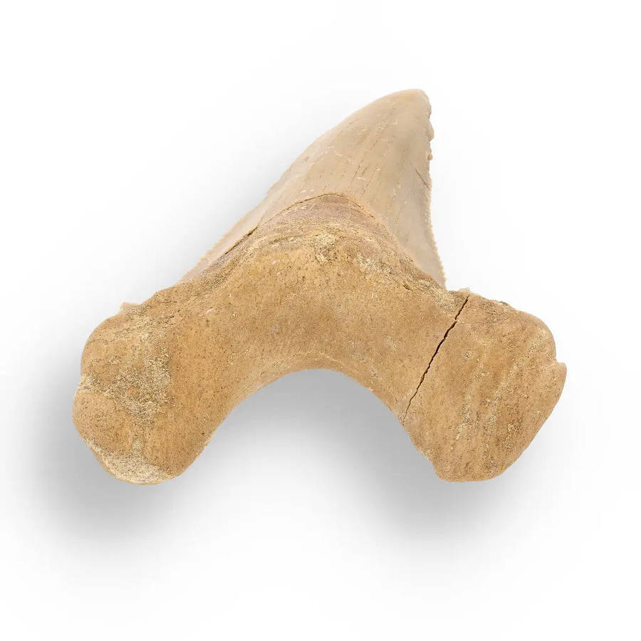 Sokolovi (Auriculatus) Shark Tooth  Collectors Fossil Treasure