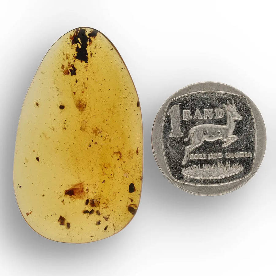 Myanmar Amber with Insect Inclusion  Natural Fossil Specimen