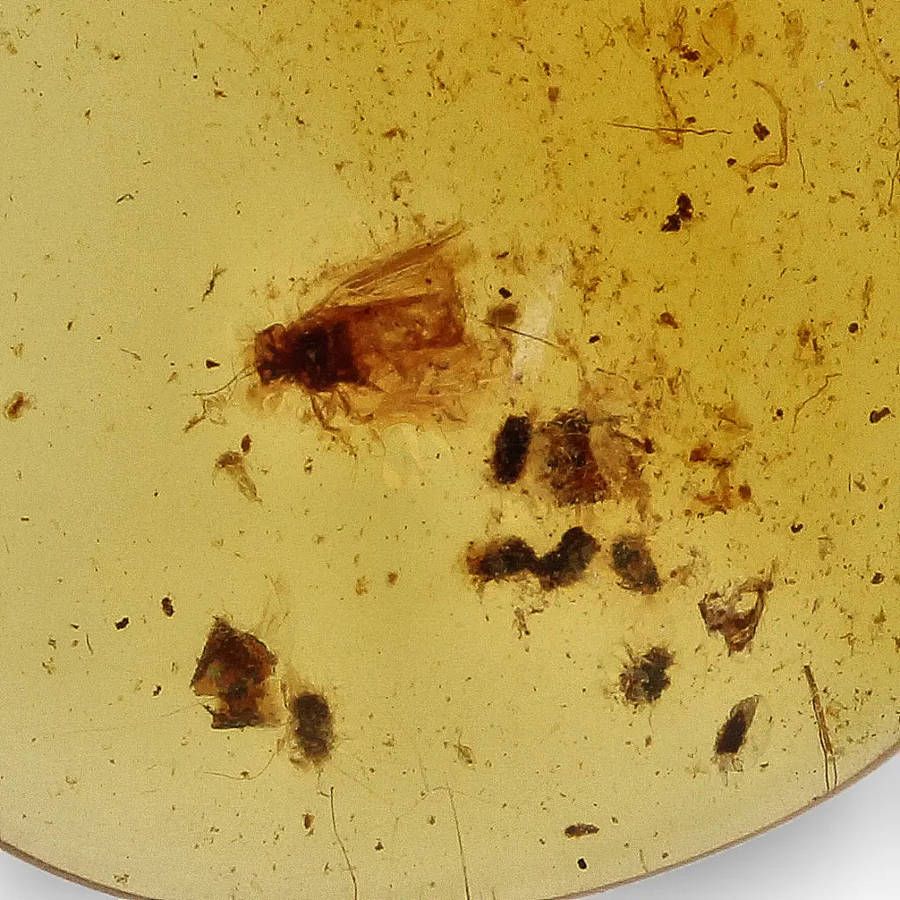 Myanmar Amber with Insect Inclusion  Natural Fossil Specimen