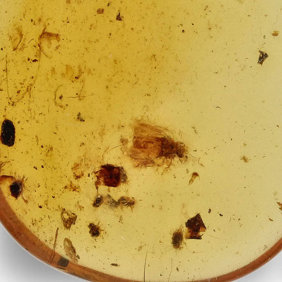 Myanmar Amber with Insect Inclusion  Natural Fossil Specimen