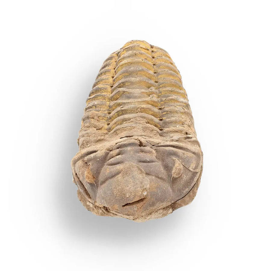 Calymene Trilobite Fossil  Unique Artifact from Morocco