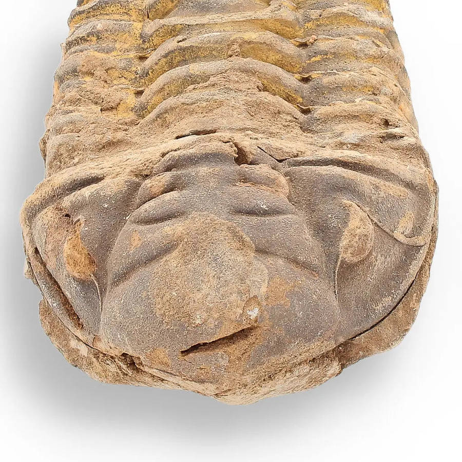 Calymene Trilobite Fossil  Unique Artifact from Morocco
