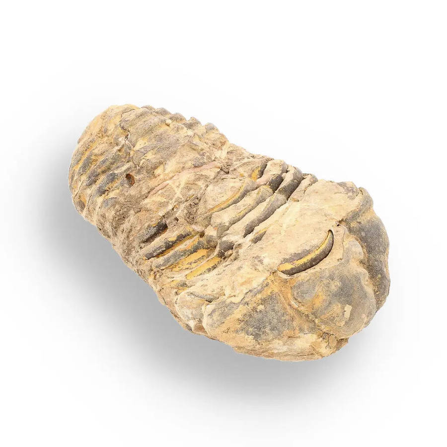 Calymene Trilobite Fossil  Ancient Sea Creature in Stone