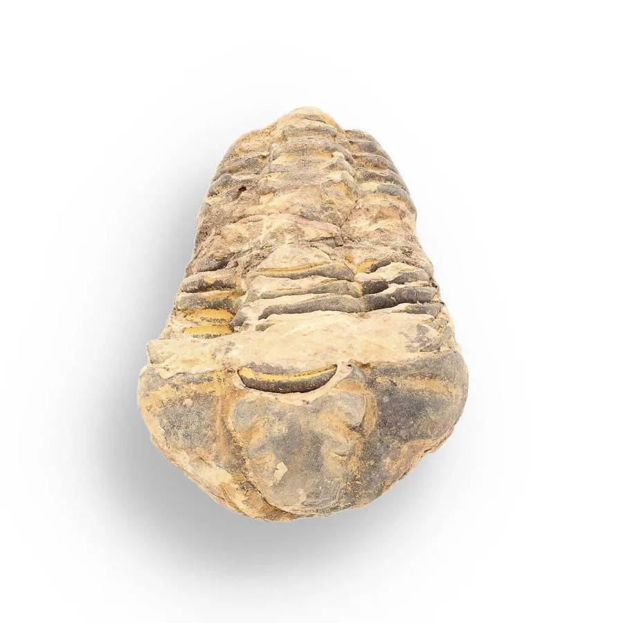 Calymene Trilobite Fossil  Ancient Sea Creature in Stone