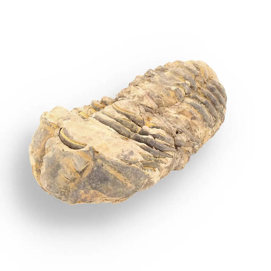 Calymene Trilobite Fossil  Ancient Sea Creature in Stone