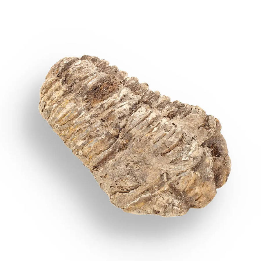Calymene (Colpocoryphe) Trilobite Fossils  Timeless Cambrian Treasures