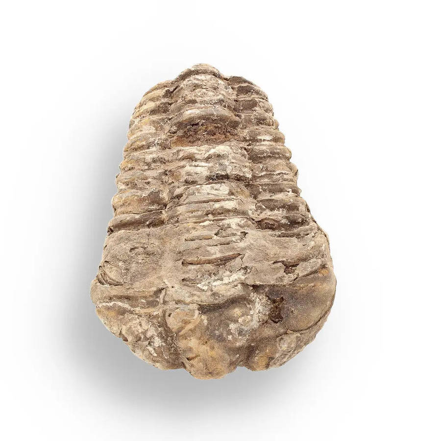 Calymene (Colpocoryphe) Trilobite Fossils  Timeless Cambrian Treasures