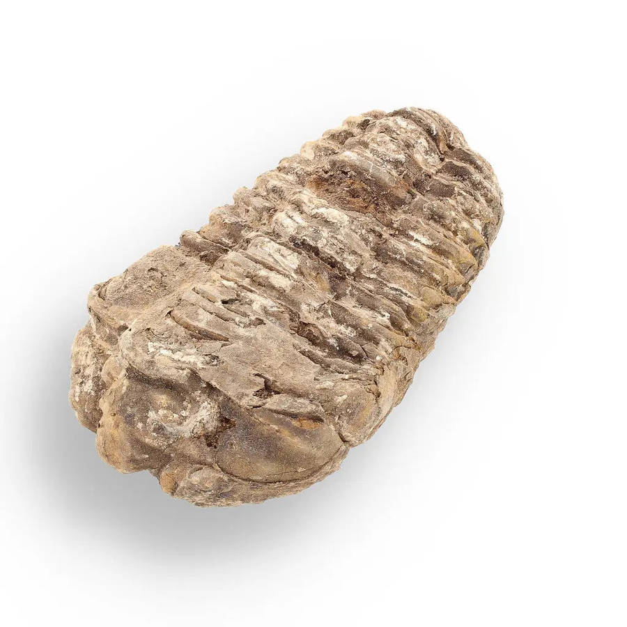 Calymene (Colpocoryphe) Trilobite Fossils  Timeless Cambrian Treasures