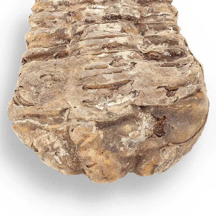 Calymene (Colpocoryphe) Trilobite Fossils  Timeless Cambrian Treasures