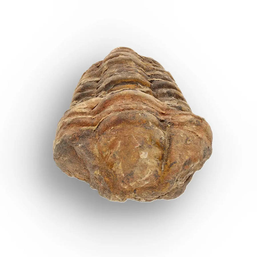 Calymene Trilobite Fossil  Authentic Silurian from Morocco