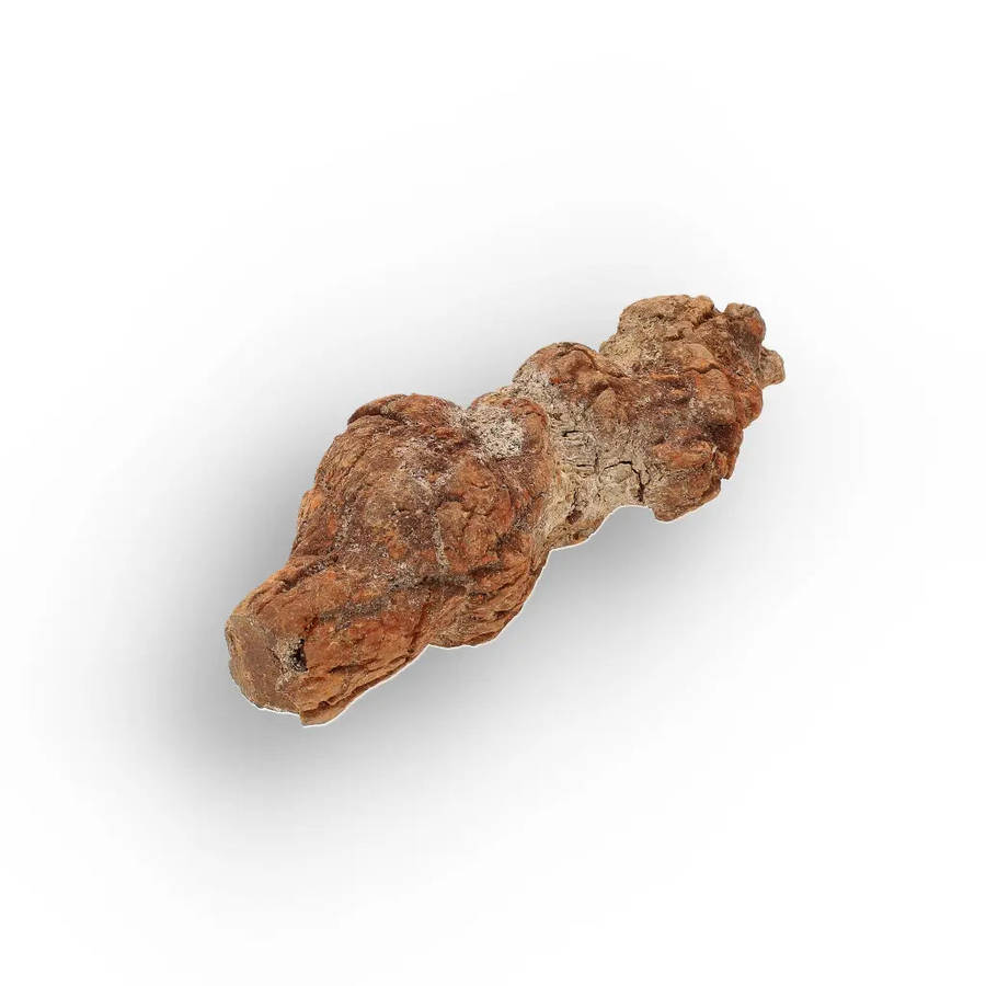 Unique Madagascan Coprolite Fossil  Prehistoric Trace Fossil