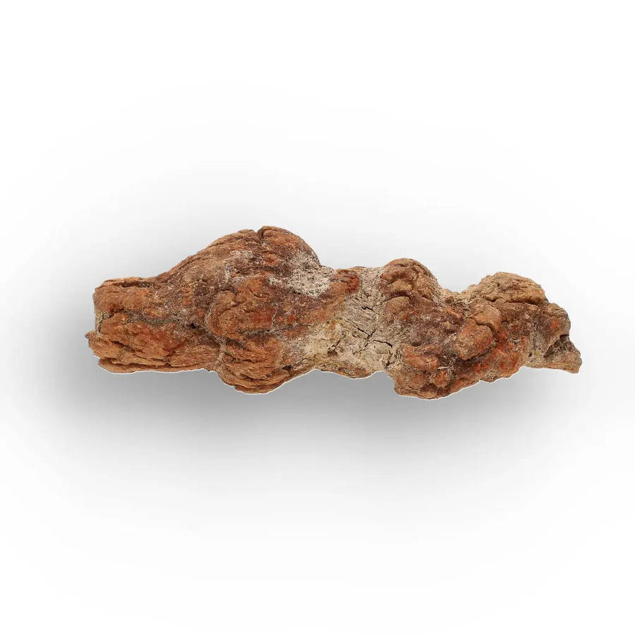 Unique Madagascan Coprolite Fossil  Prehistoric Trace Fossil