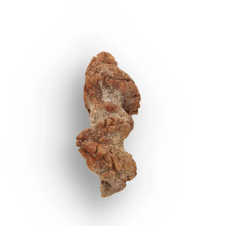 Unique Madagascan Coprolite Fossil  Prehistoric Trace Fossil