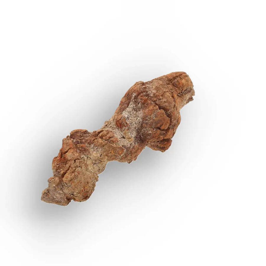 Unique Madagascan Coprolite Fossil  Prehistoric Trace Fossil