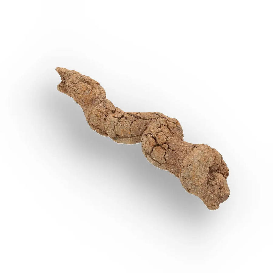 Mahajanga Madagascar Coprolite  Authentic Dinosaur Era Fossil