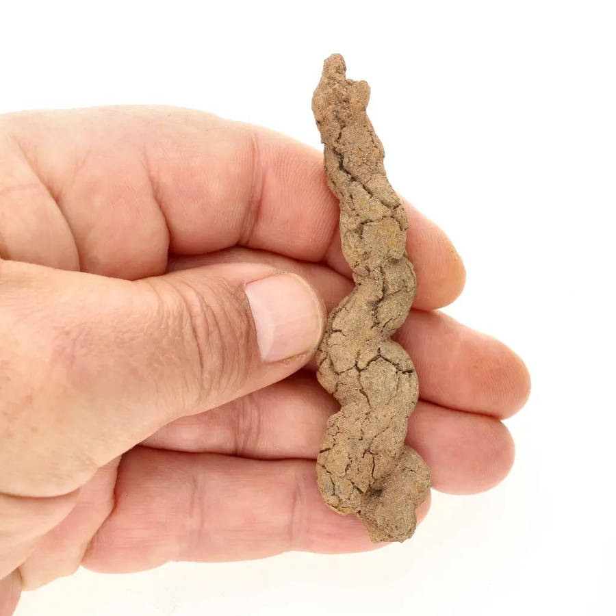 Mahajanga Madagascar Coprolite  Authentic Dinosaur Era Fossil